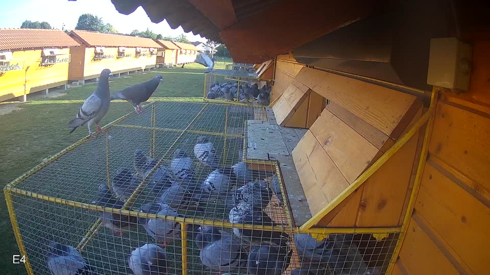 Pigeon Arrival Image For Race Race 5