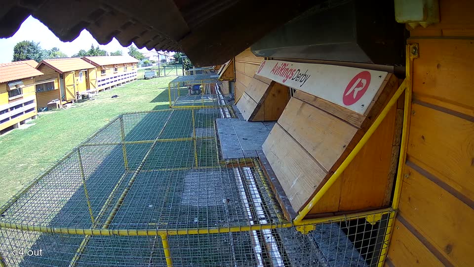 Pigeon Arrival Image For Race Race 1