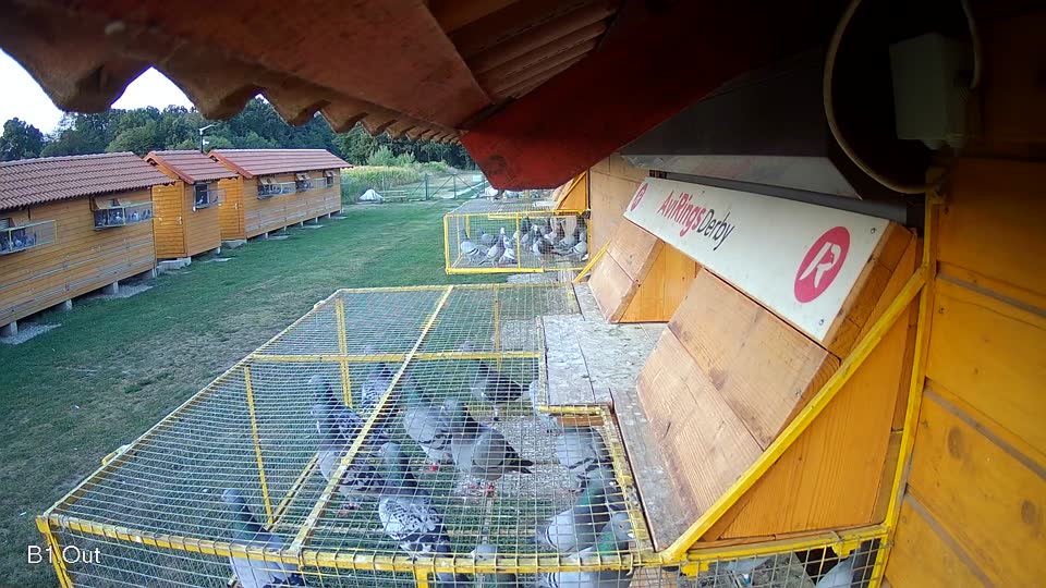 Pigeon Arrival Image For Race Race 1