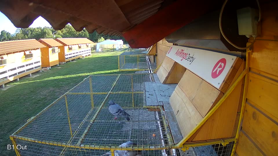 Pigeon Arrival Image For Race Final Race 1/3