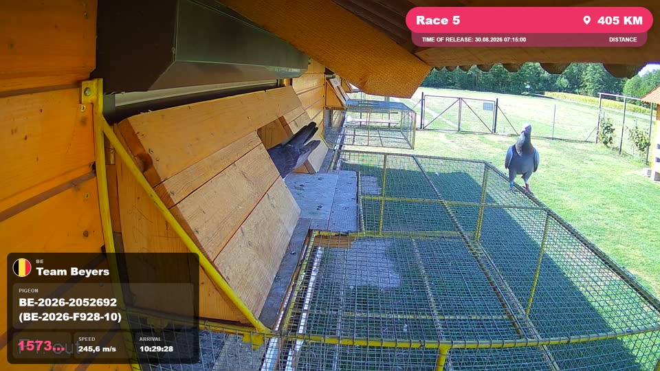 Pigeon Arrival Image For Race Race 5