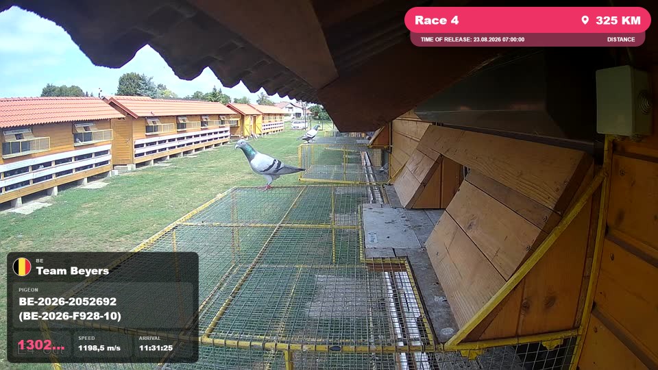 Pigeon Arrival Image For Race Race 4