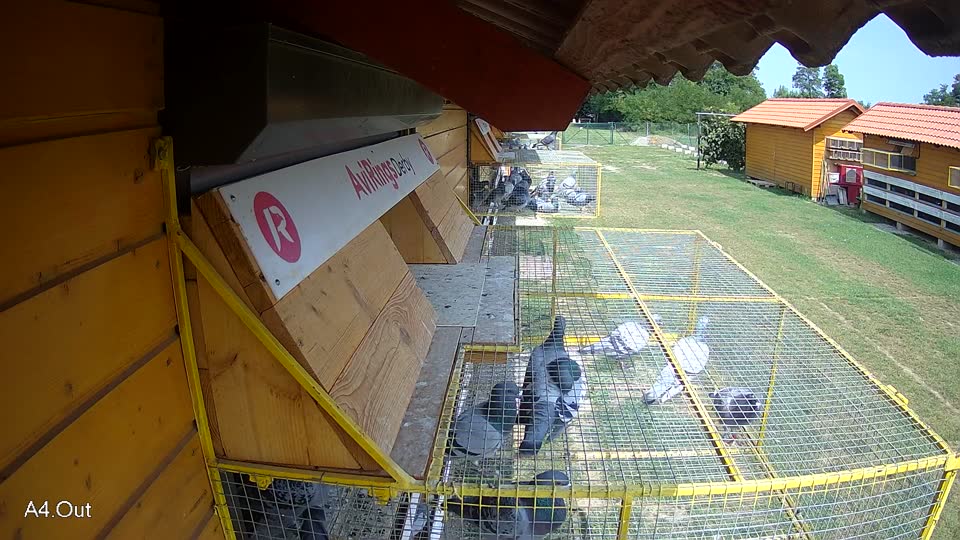 Pigeon Arrival Image For Race Race 3