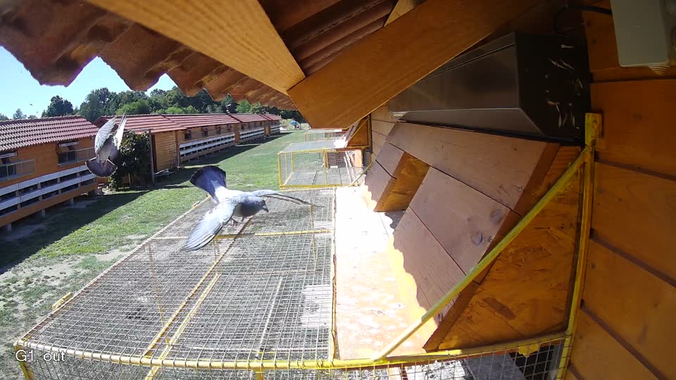 Pigeon Arrival Image For Race Race 3