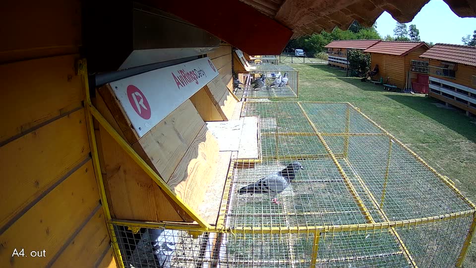 Pigeon Arrival Image For Race Race 1