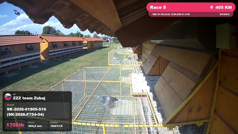 Pigeon Arrival Image For Race Race 5