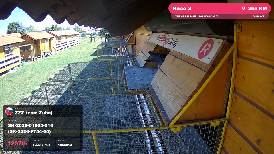 Pigeon Arrival Image For Race Race 3