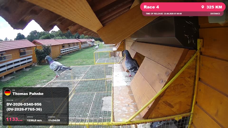 Pigeon Arrival Image For Race Race 4