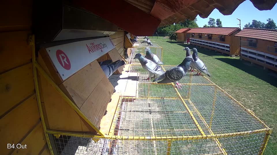 Pigeon Arrival Image For Race Race 2