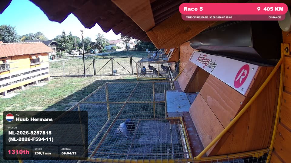 Pigeon Arrival Image For Race Race 5
