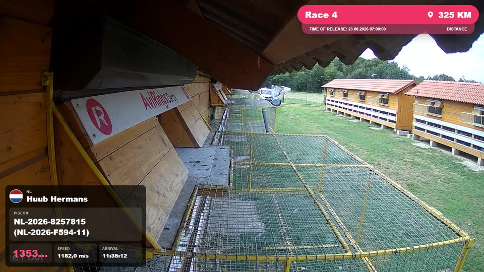 Pigeon Arrival Image For Race Race 4