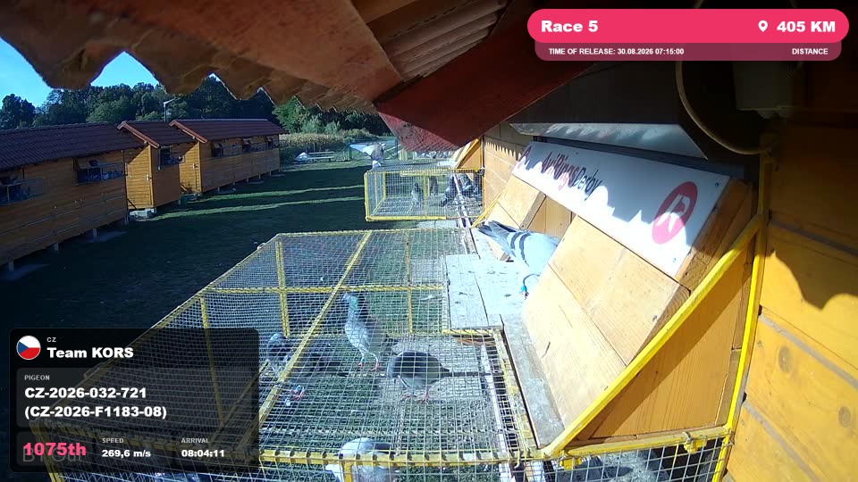 Pigeon Arrival Image For Race Race 5