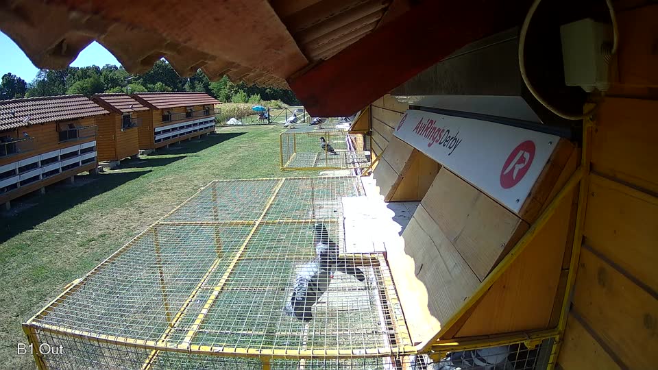 Pigeon Arrival Image For Race Race 3