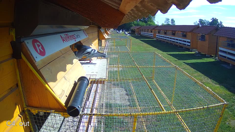 Pigeon Arrival Image For Race Race 2