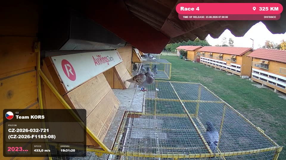 Pigeon Arrival Image For Race Race 4