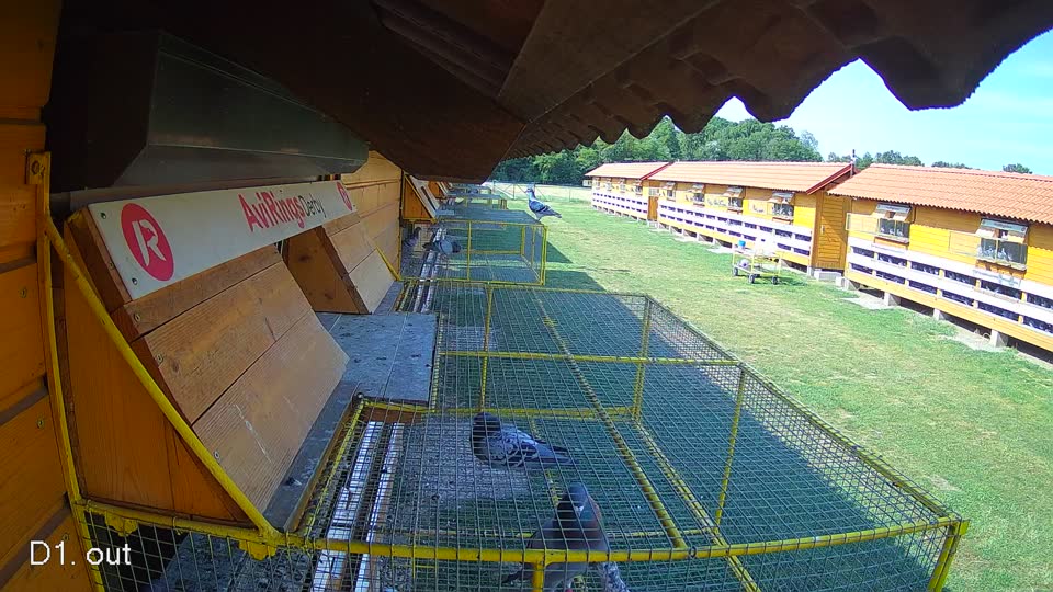 Pigeon Arrival Image For Race Race 1
