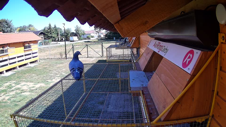 Pigeon Arrival Image For Race Race 3