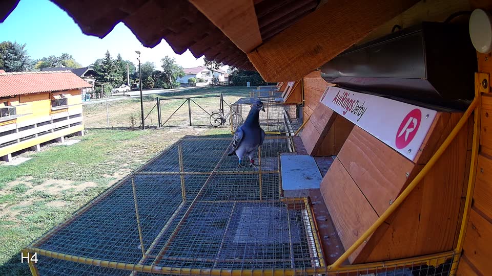 Pigeon Arrival Image For Race Race 2