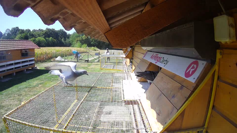Pigeon Arrival Image For Race Race 3