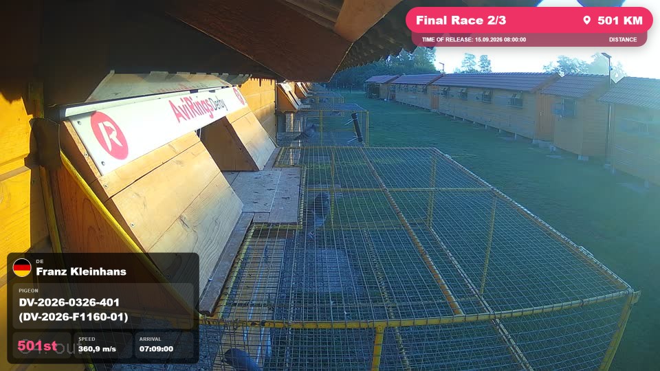 Pigeon Arrival Image For Race Final Race 2/3