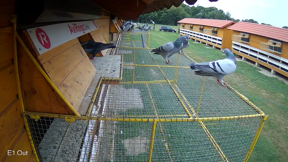 Pigeon Arrival Image For Race Race 3