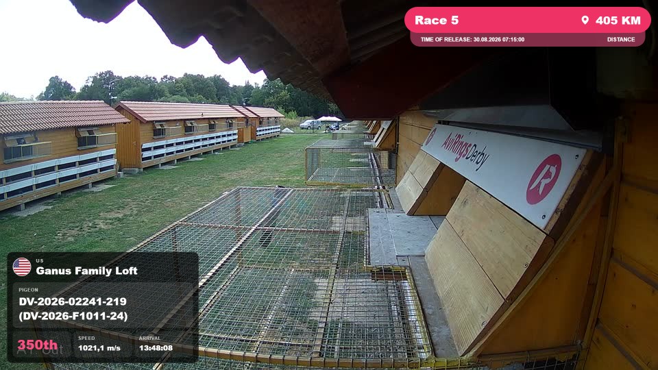 Pigeon Arrival Image For Race Race 5