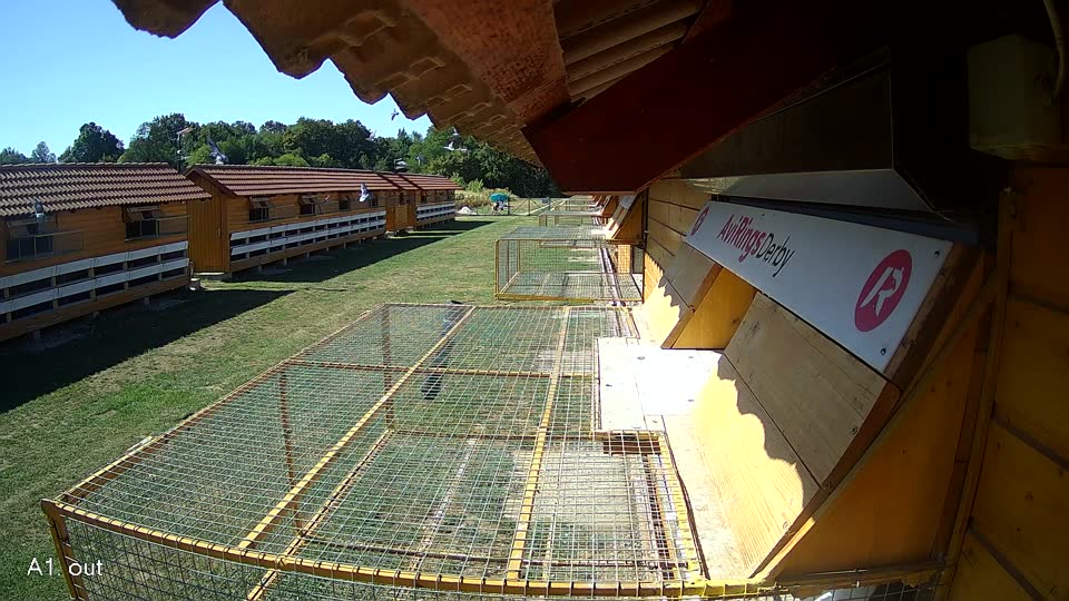 Pigeon Arrival Image For Race Race 3