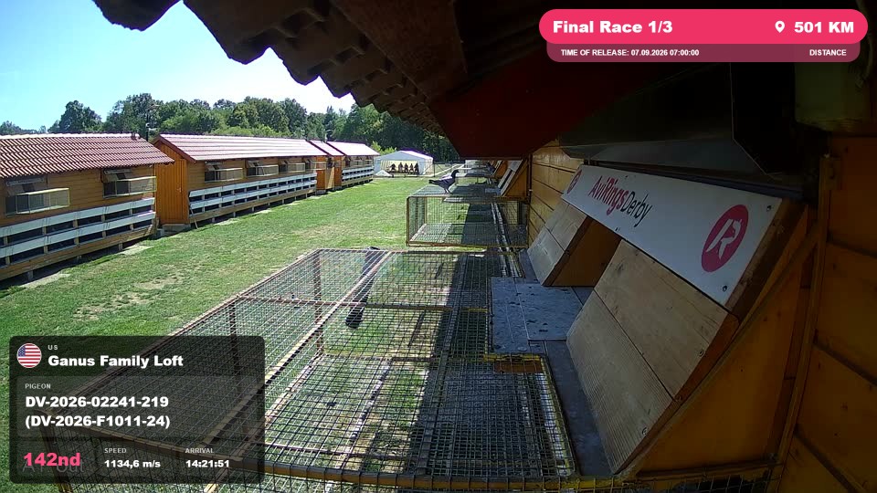 Pigeon Arrival Image For Race Final Race 1/3
