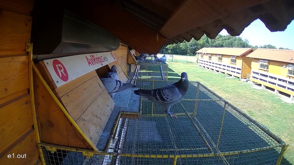 Pigeon Arrival Image For Race Race 2