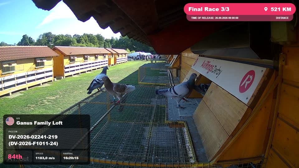 Pigeon Arrival Image For Race Final Race 3/3