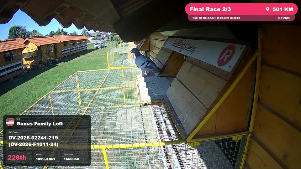 Pigeon Arrival Image For Race Final Race 2/3