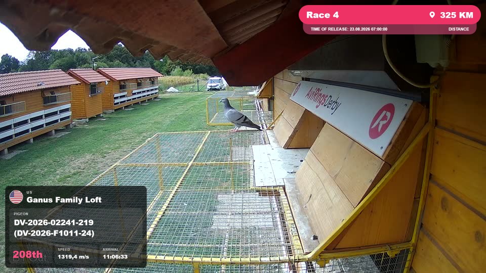Pigeon Arrival Image For Race Race 4