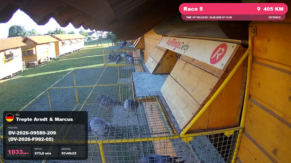 Pigeon Arrival Image For Race Race 5