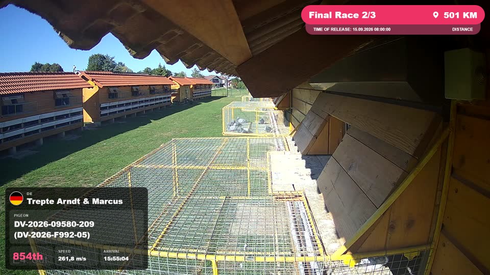 Pigeon Arrival Image For Race Final Race 2/3