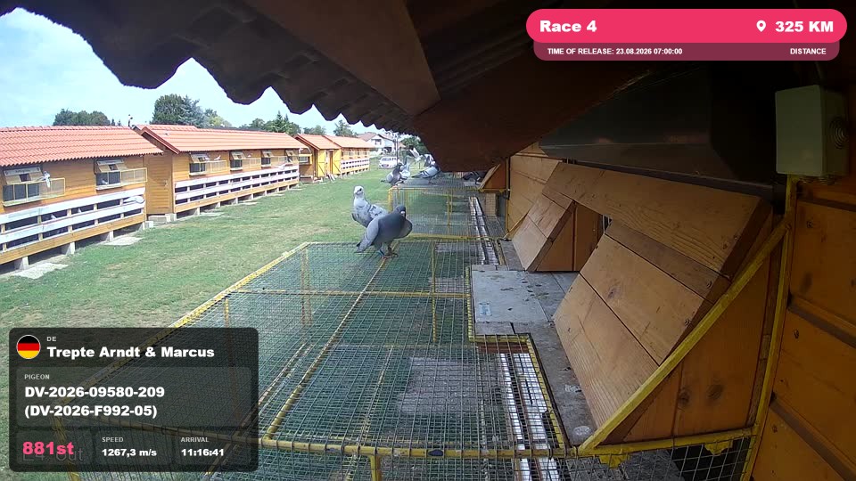 Pigeon Arrival Image For Race Race 4