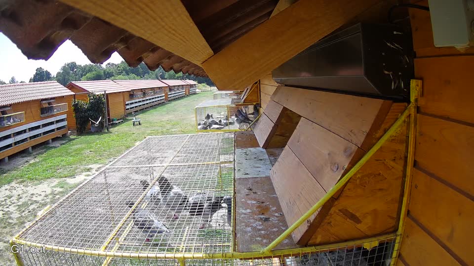 Pigeon Arrival Image For Race Race 1