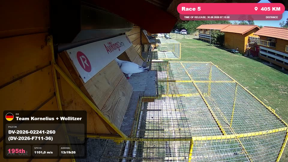 Pigeon Arrival Image For Race Race 5