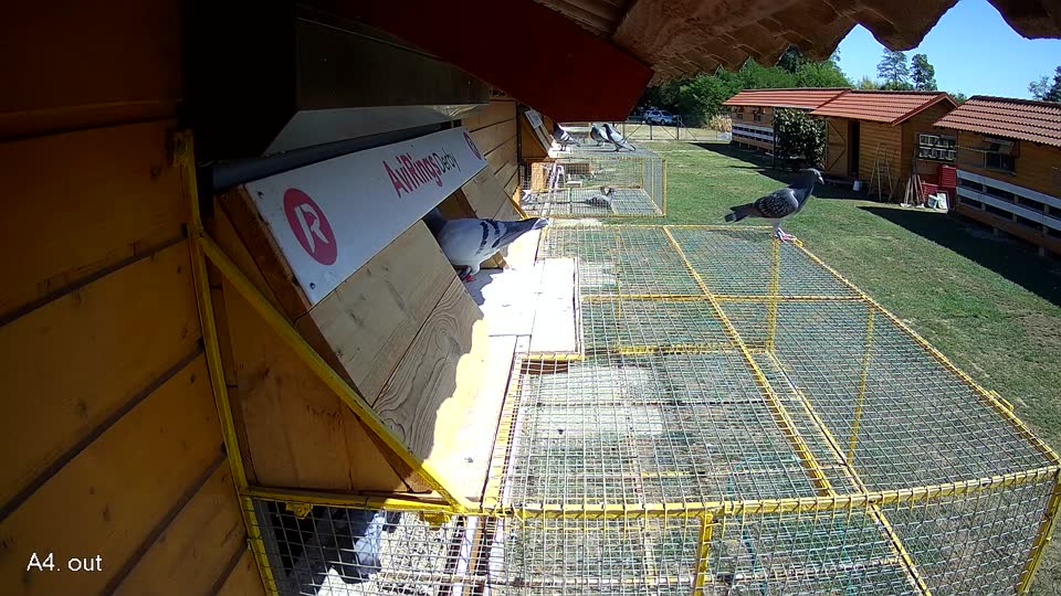 Pigeon Arrival Image For Race Race 3