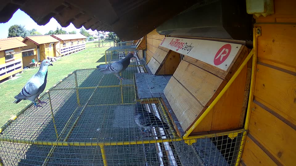 Pigeon Arrival Image For Race Race 2