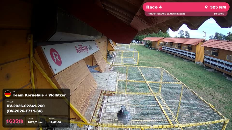Pigeon Arrival Image For Race Race 4