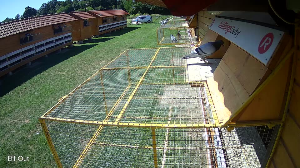 Pigeon Arrival Image For Race Race 2