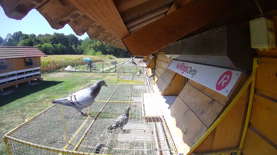 Pigeon Arrival Image For Race Race 3