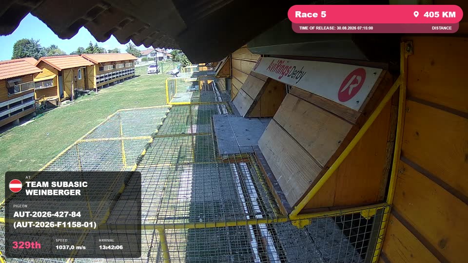 Pigeon Arrival Image For Race Race 5