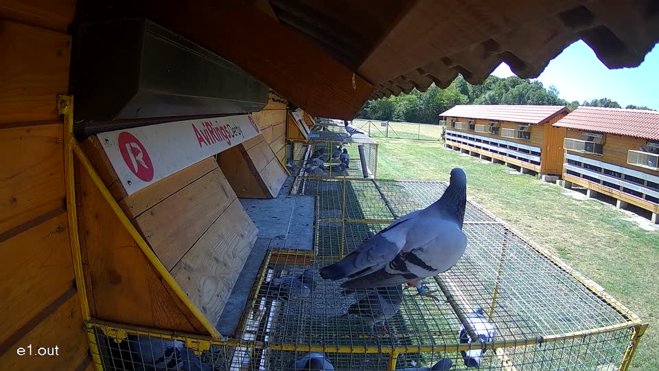 Pigeon Arrival Image For Race Race 3