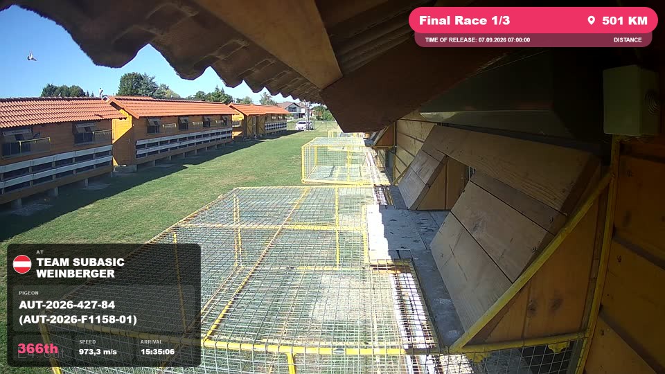 Pigeon Arrival Image For Race Final Race 1/3