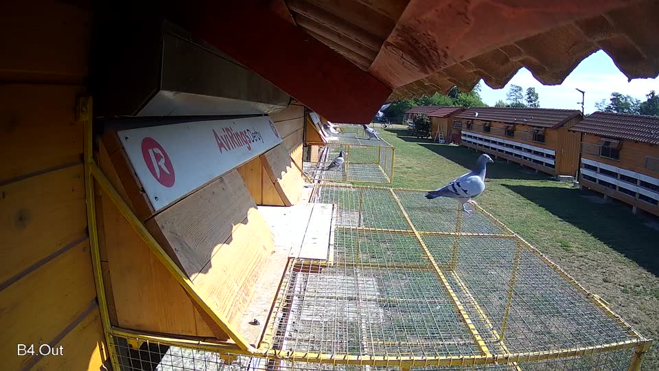 Pigeon Arrival Image For Race Race 2