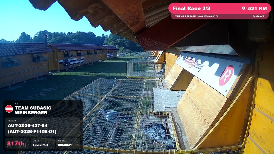 Pigeon Arrival Image For Race Final Race 3/3