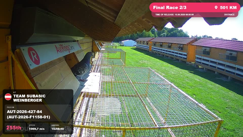 Pigeon Arrival Image For Race Final Race 2/3