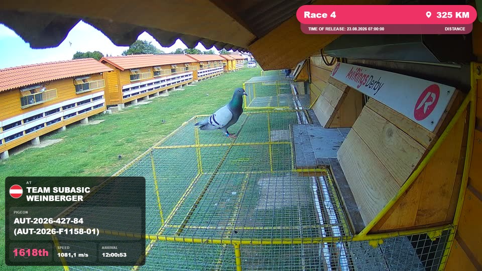 Pigeon Arrival Image For Race Race 4