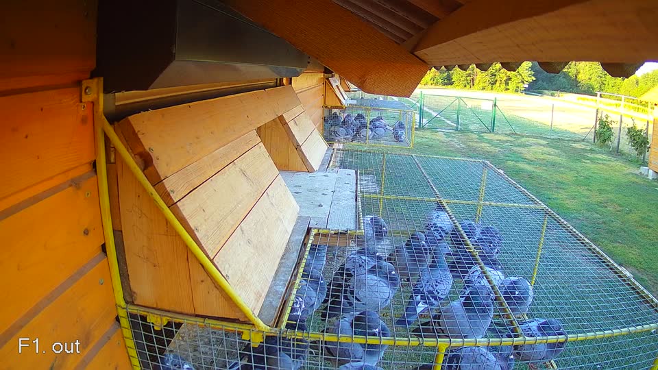 Pigeon Arrival Image For Race Race 3
